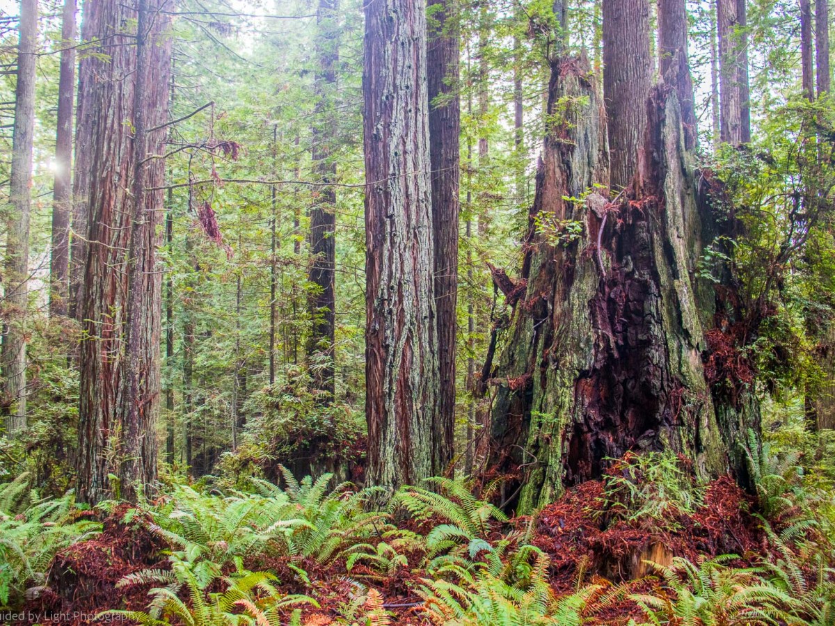 Arcata Community Forest&nbsp;1-1-23